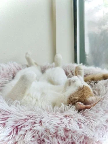 Stock+Photo+Fuzzy+Cat+Bed+(3).webp