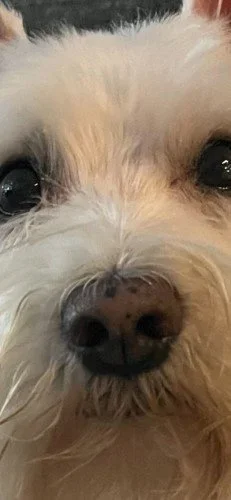 Stock+Photo+Little+White+Dog+(8).webp