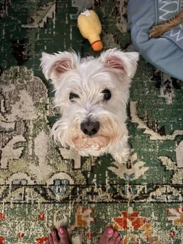 Stock+Photo+Little+White+Dog+(5).webp