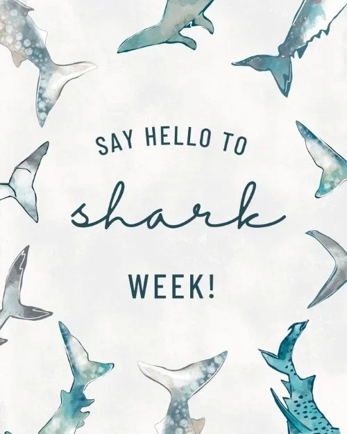 CAIG7879-July+Hello+Shark+Week.webp