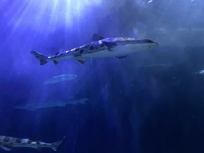 Stock+Photo+Shark+Aquarium+San+Francisco.webp
