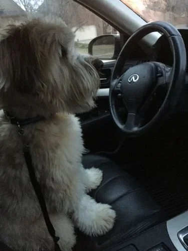 Stock+Photo+Driving+Dog.webp