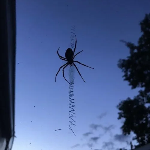 Stock+Photo+Garden+Variety+Spider.webp