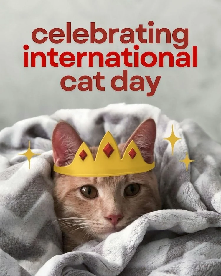 CAIG8069-August Int'l Cat Day 2.jpg