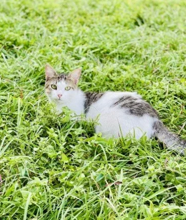 Stock+Photo+White+Cat+Grass.webp
