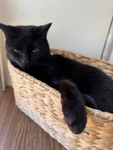 Stock+Photo+Black+Cat+Basket.webp