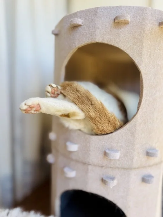 Stock Photo Cat Tower.jpeg