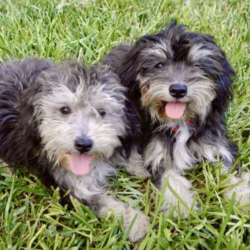 Stock+Photo+Cute+Pups.webp