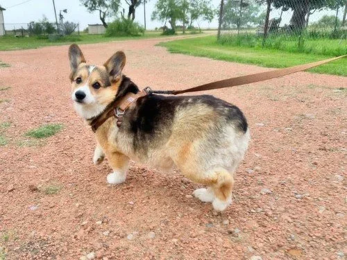Stock+Photo+Corgi+Walking+(3).webp