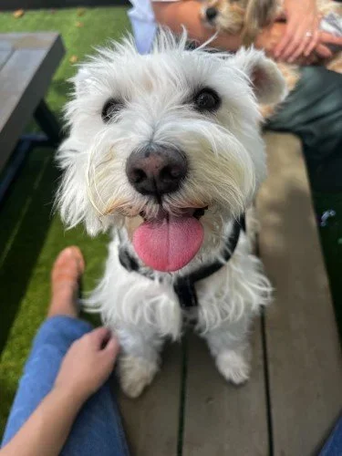 Stock+Photo+Little+White+Dog+(2).webp