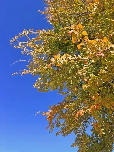 Stock+Photo+Fall+Color+Trees+(7).webp