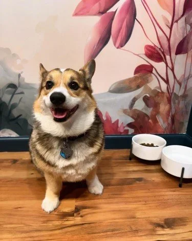 Stock+Photo+Corgi+Pink+Leaves+(1).webp