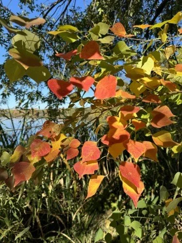 Stock+Photo+Red+Yellow+Leaves.webp