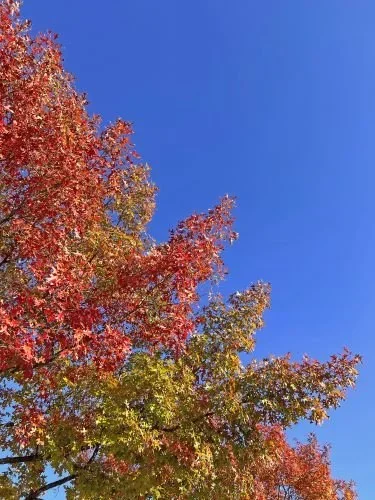 Stock+Photo+Fall+Color+Trees+(8).webp