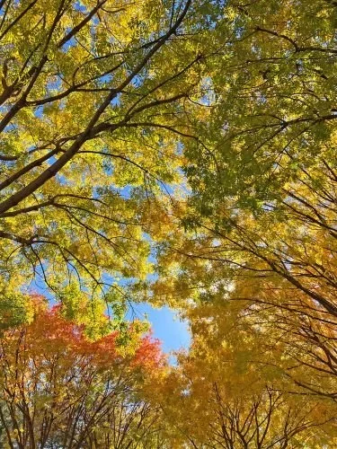 Stock+Photo+Fall+Color+Trees+(6).webp