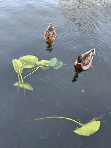 Stock+Photo+Ducks+&+Lilies.webp