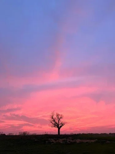 Stock+Photo+Pink+Sunset+Tree+(3).webp