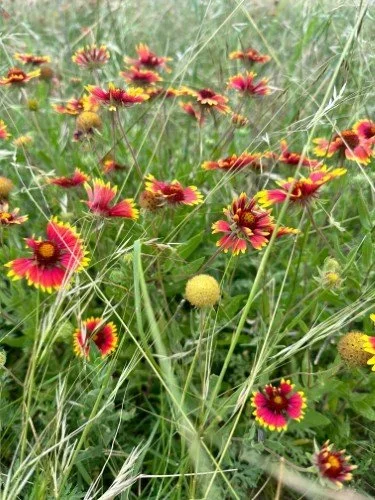Stock+Photo+Blanket+Flowers+(1).webp