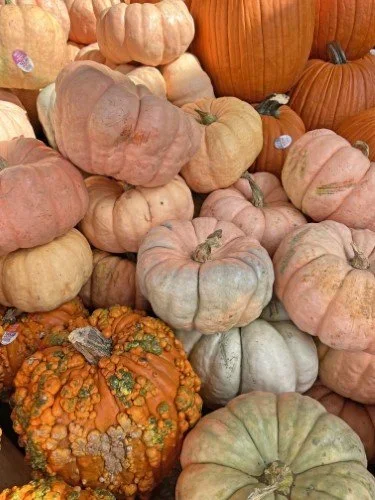 Stock+Photo+Pumpkins+(3).webp