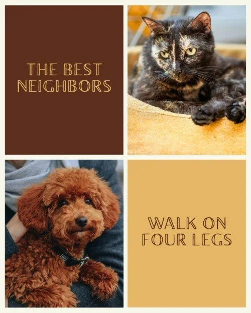 NTL CAT DAY