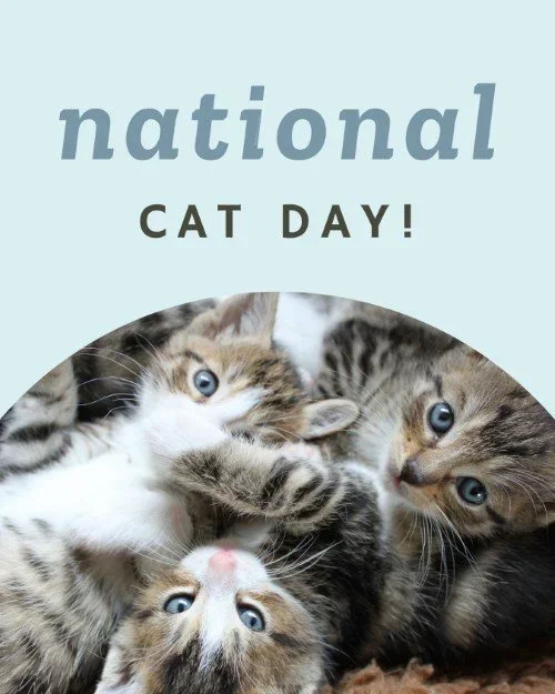 CAIG8240-October+Nat'l+Cat+Day.webp