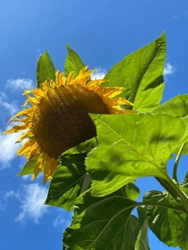 Stock+Photo+Sunflower+Sky.webp