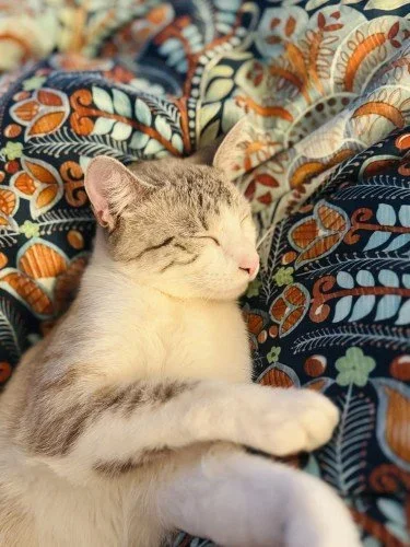 Stock+Photo+Napping+Kitten+(1).webp