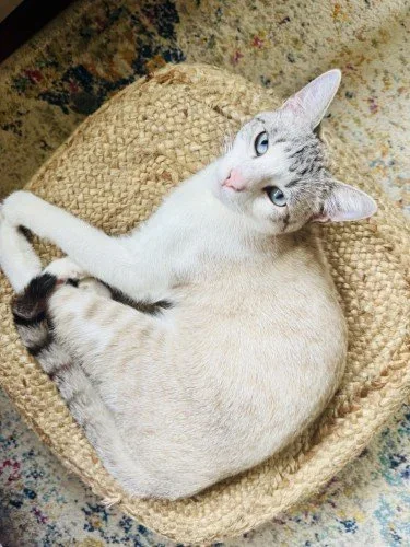 Stock+Photo+Kitten+Floor+Pouf.webp