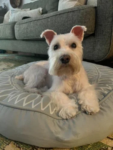 Stock+Photo+Little+White+Dog+(7).webp