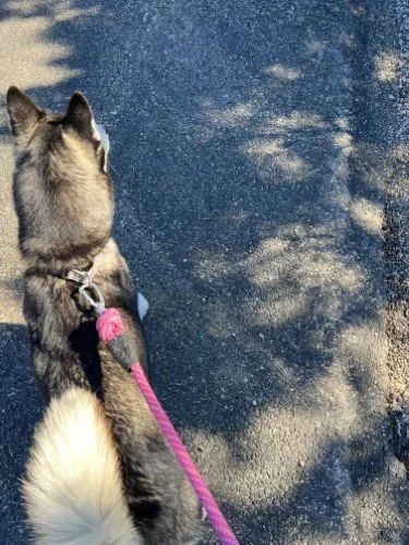 Stock+Photo+Husky+Dog+Walk.webp