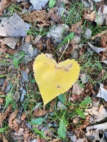 Stock+Photo+Yellow+Heart+Leaf.webp