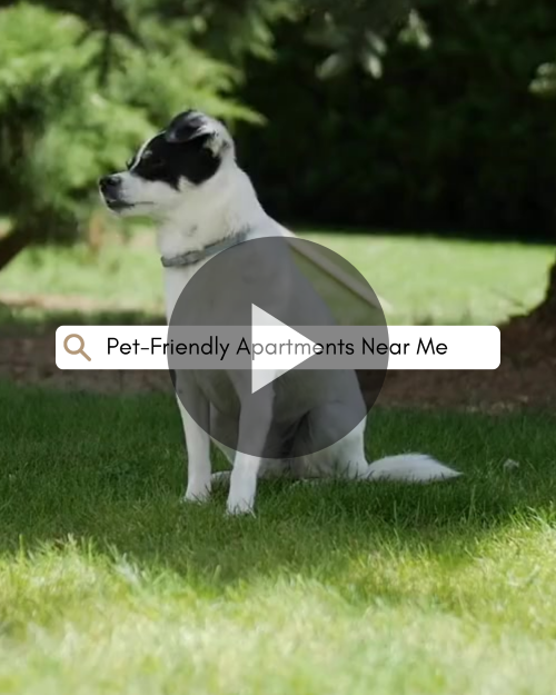 CAIGVD1065+Search+Pet+Friendly+Outreach.webp