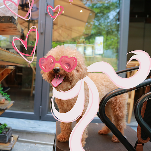 IG9128-Puppy_at_Restaurant.webp