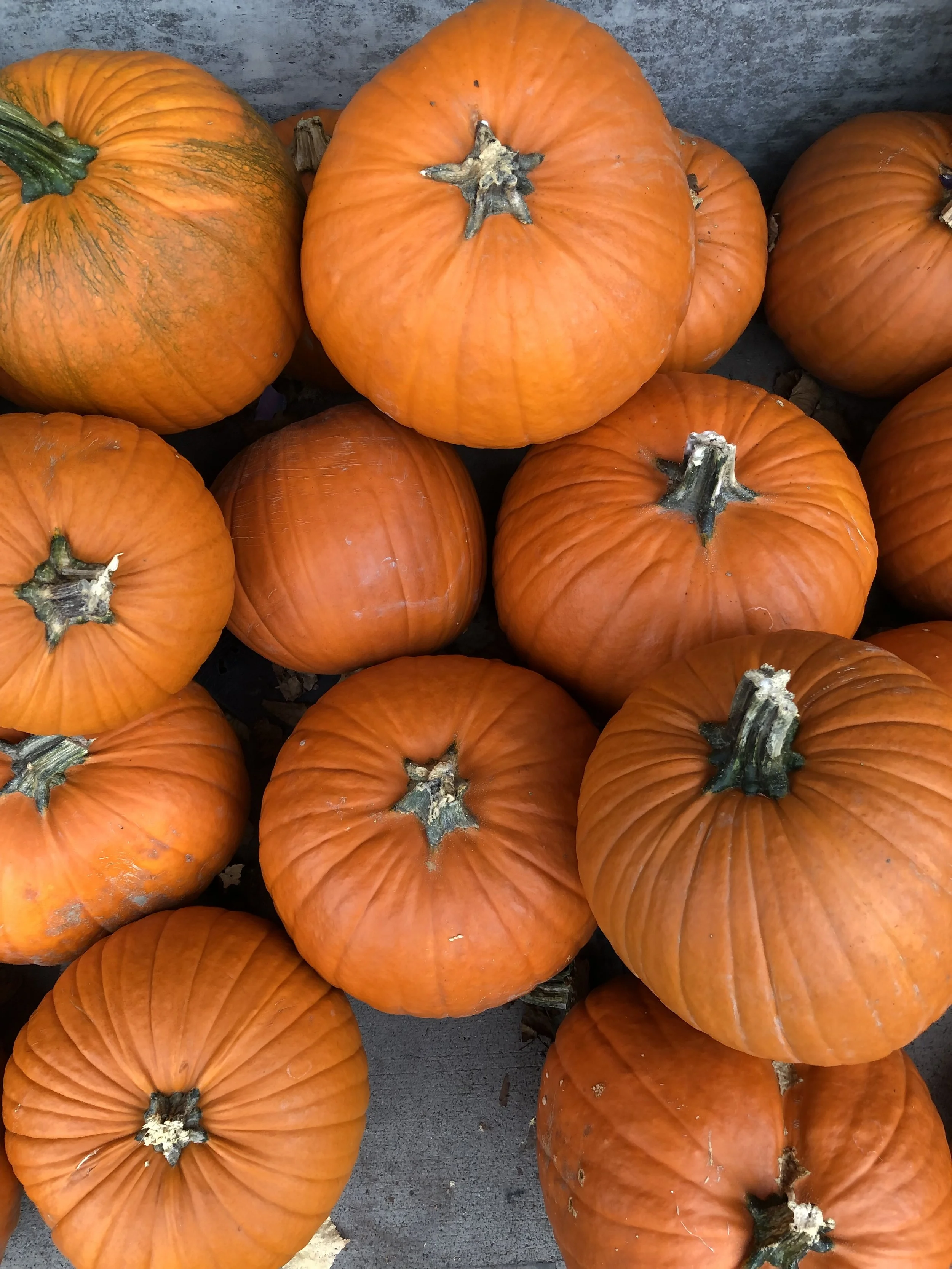 Stock Photo Fall Pumpkins Overhead.jpg