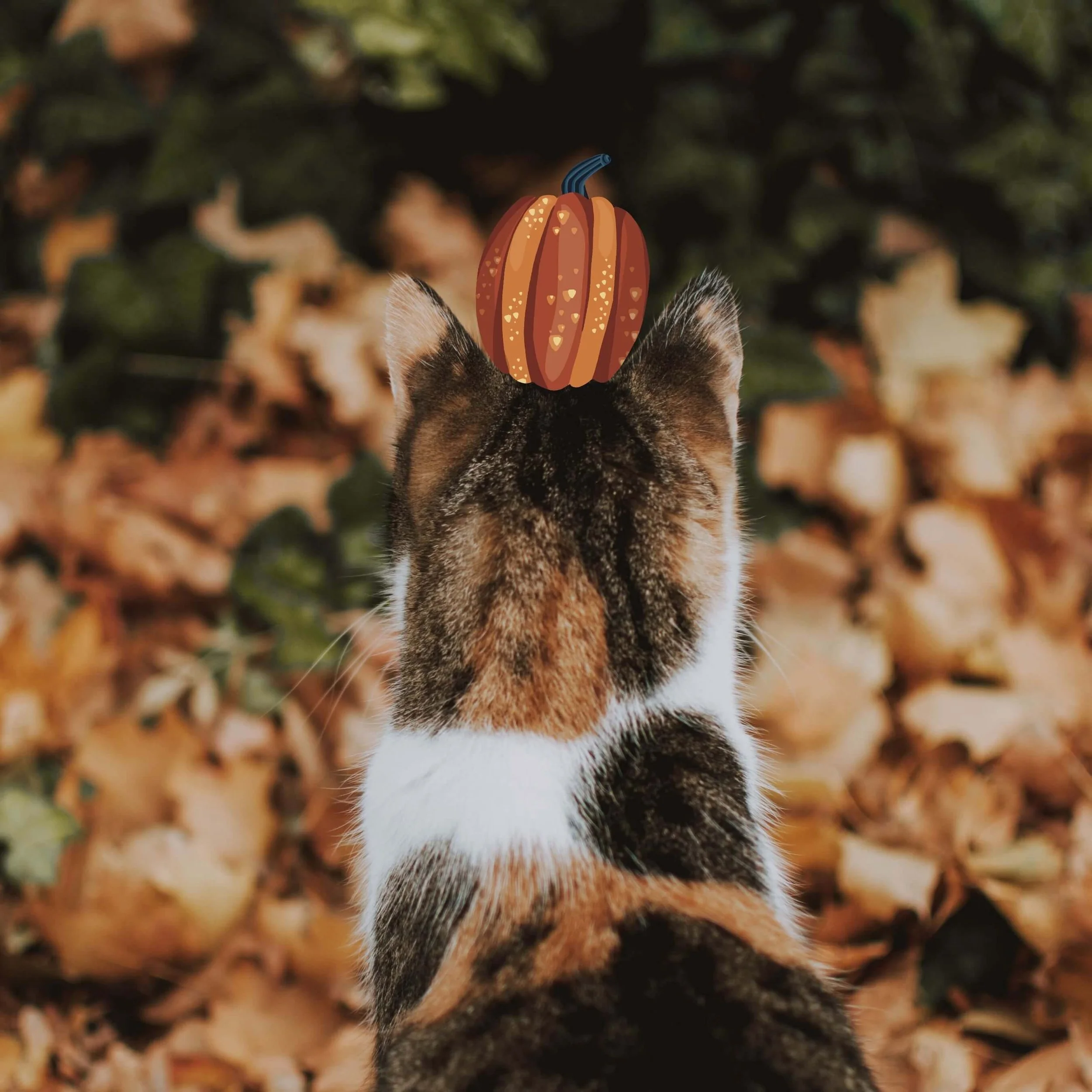 Stock_Photo_GMG_Illustrated_Cat.jpg