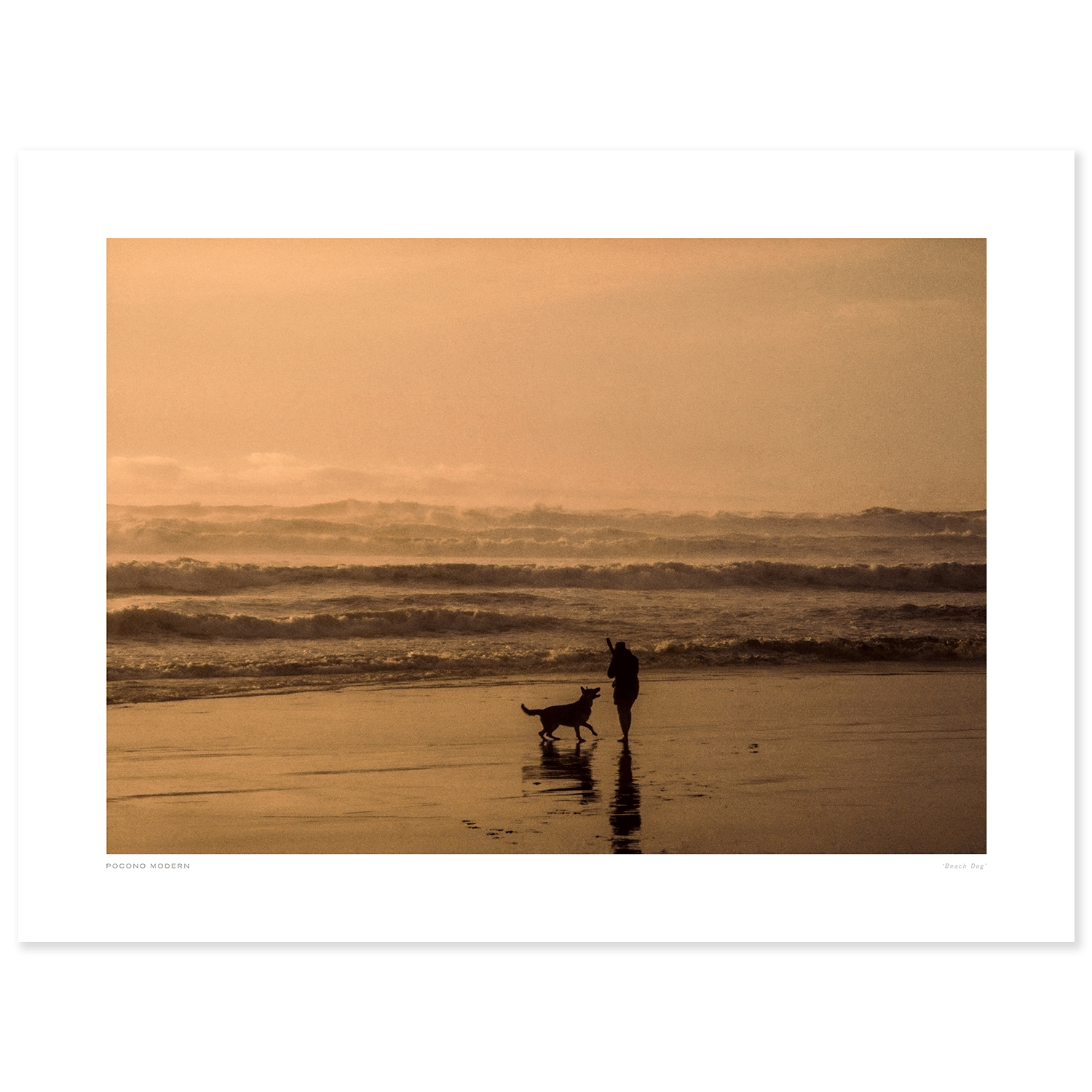 Main_Beach Dog.png