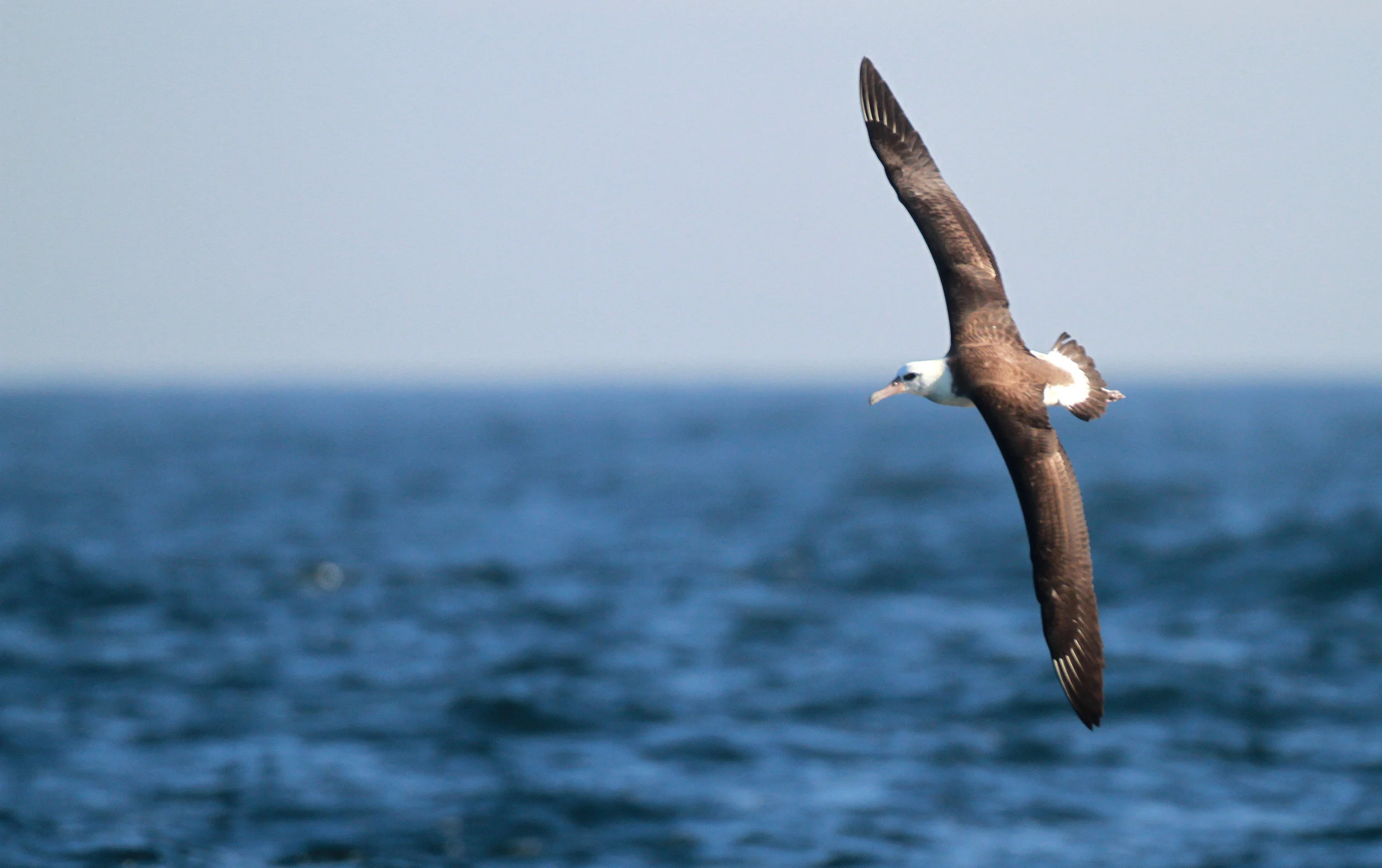 A Laysan Albatross over Monterey Bay; A Rare Sight from Point Pinos