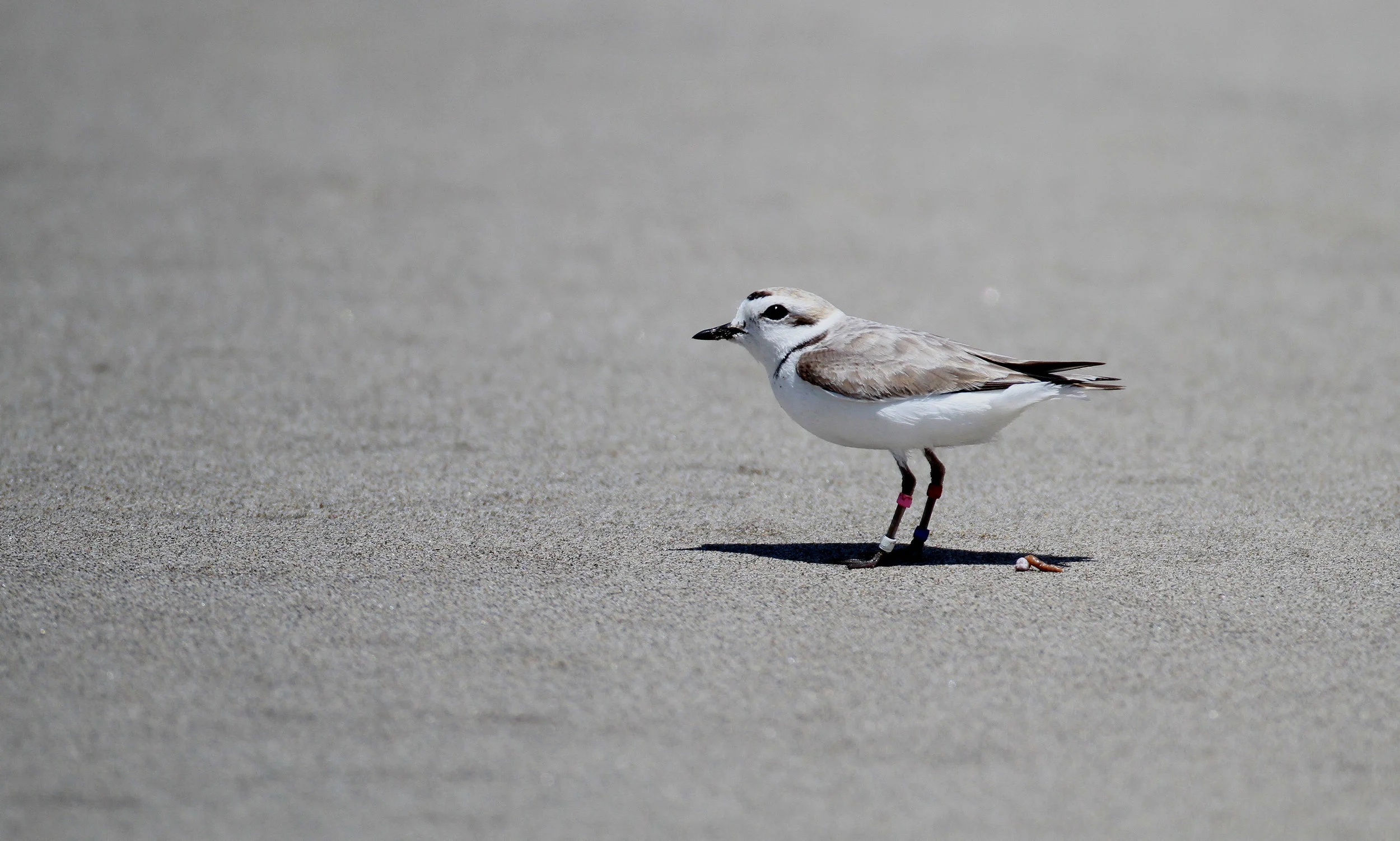 A Snowy Plover near the Salinas River mouth (c) B. Matheson