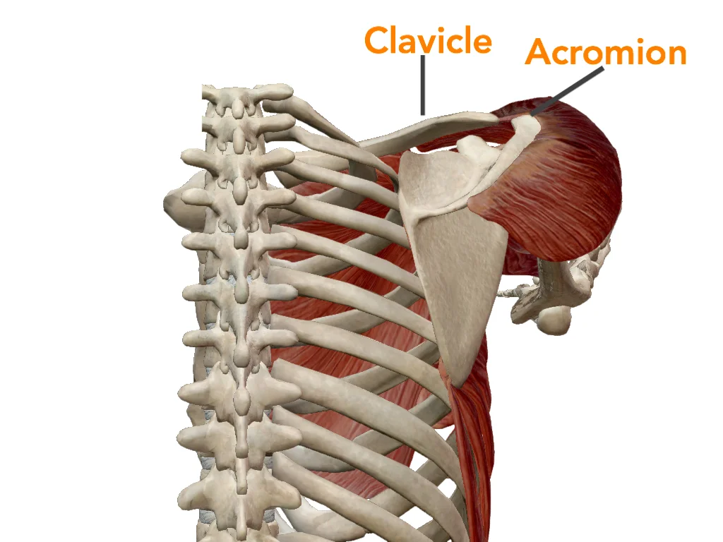 phonto clavicle.jpg