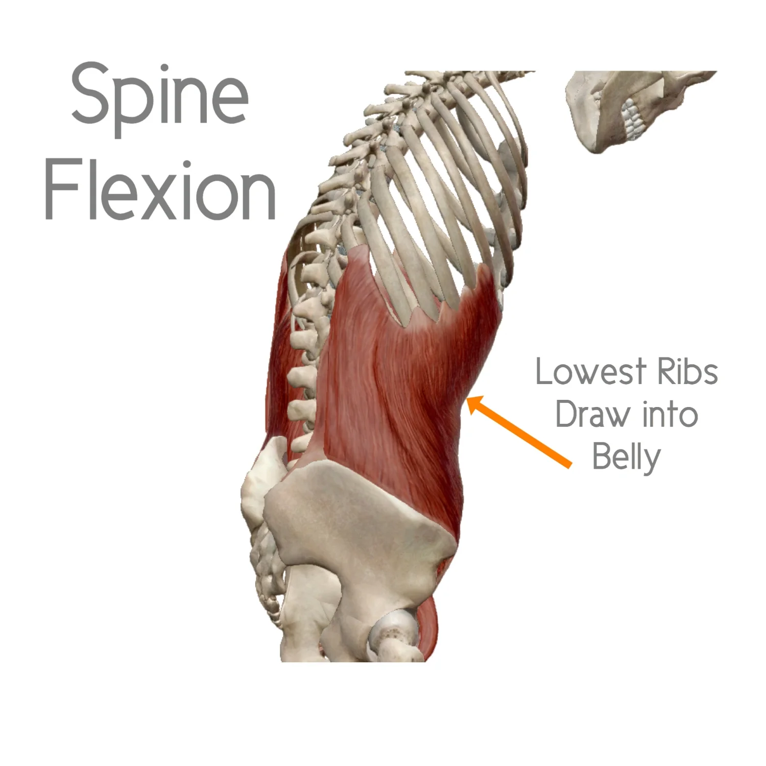 Anatomy Of Ribs : The Thoracic Cage Anatomy And Physiology I : Please ...