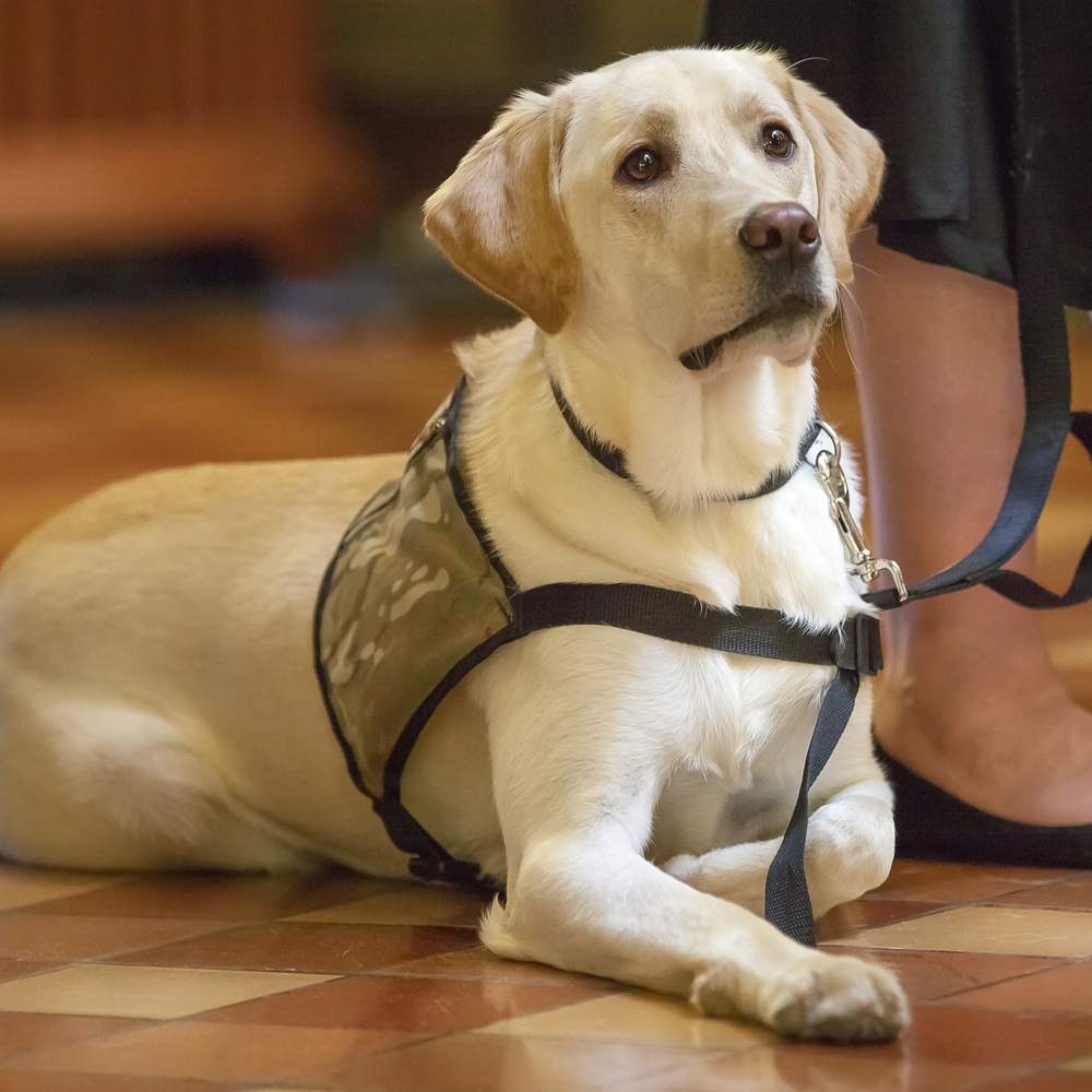service-dog.png