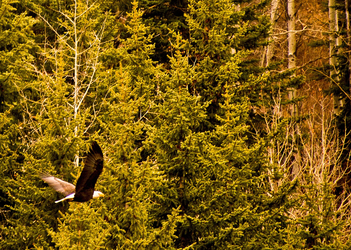06SK-Elk Hunt2012-Rifle CO-599.jpg