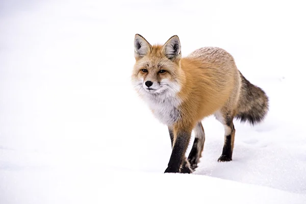 DSC_6499E.jpg