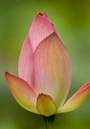 Lotus Bud-E-14x20.jpg