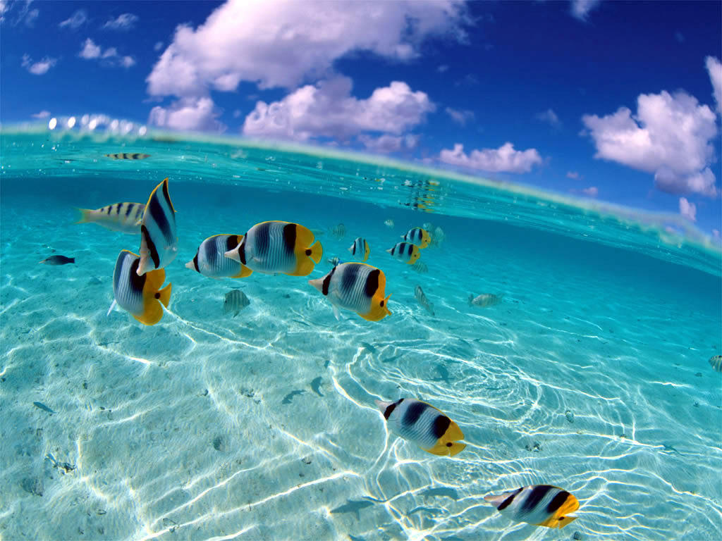 Snorkelling-in-old-bahama-bay.jpg