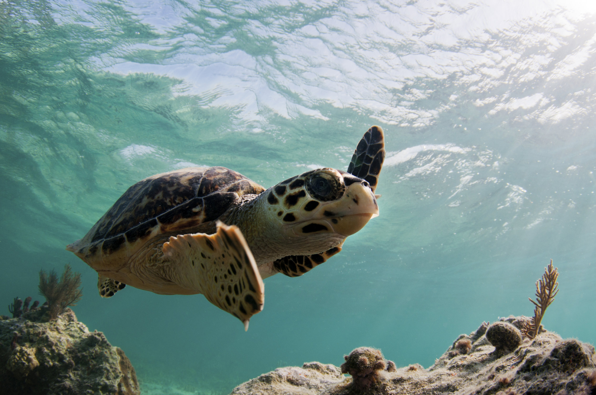 Turtle.jpg