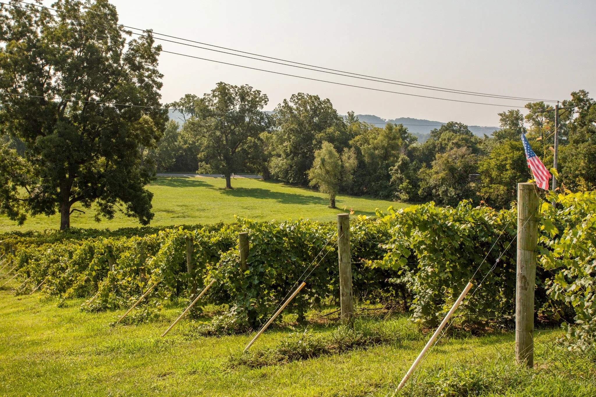 Texas Giants Band — Defiance Ridge Vineyards