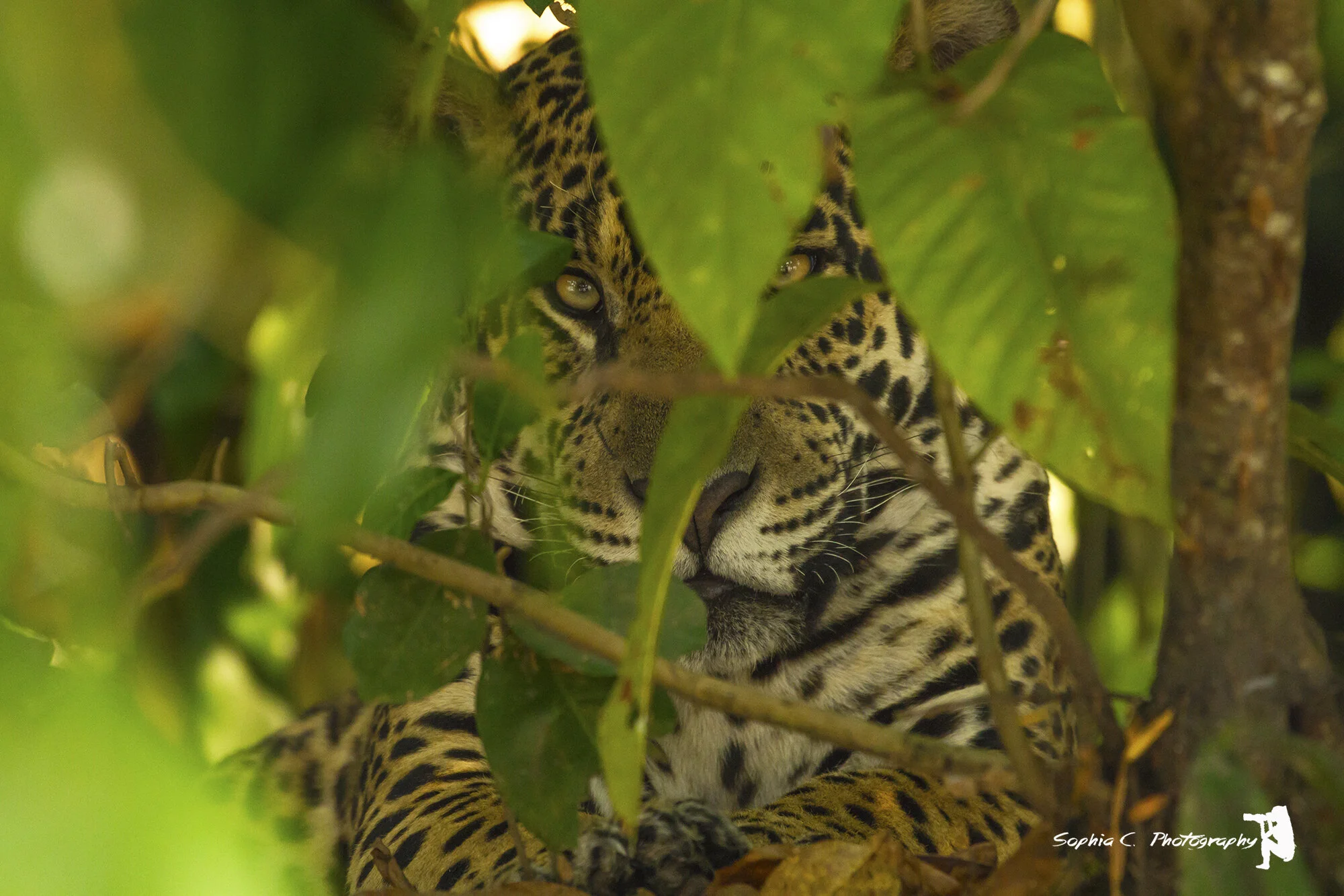 jaguar 6.jpg