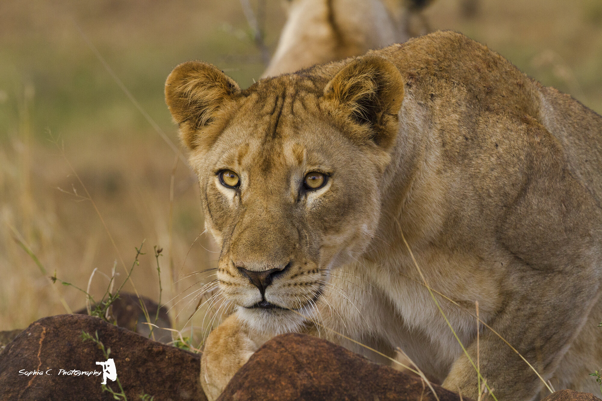 lioness.jpg