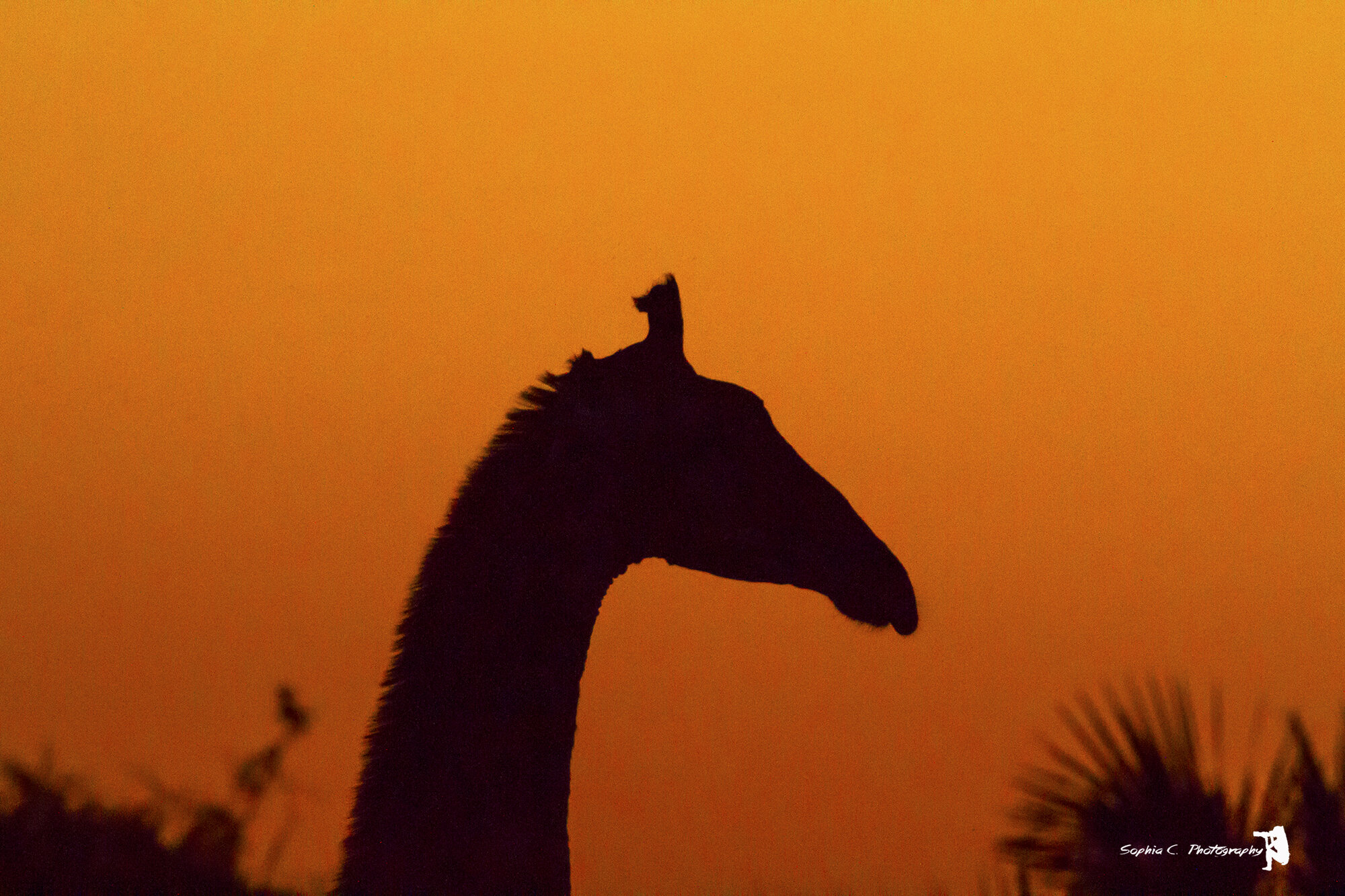 giraffe.jpg